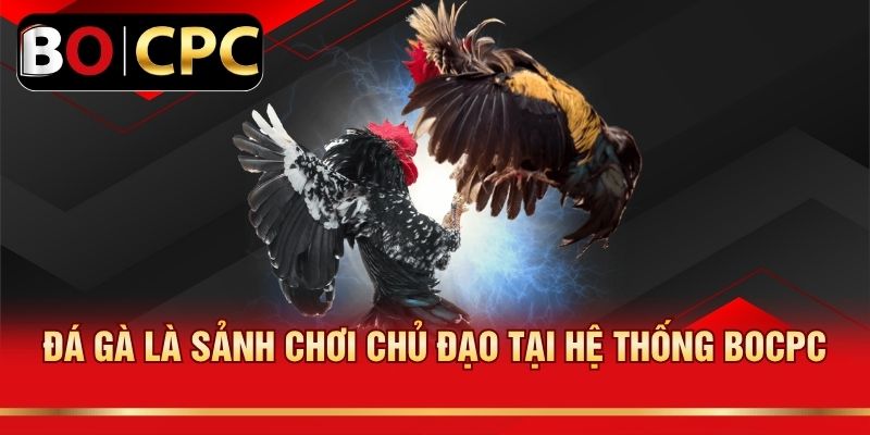 Đá gà là sảnh chơi chủ đạo tại hệ thống BOCPC